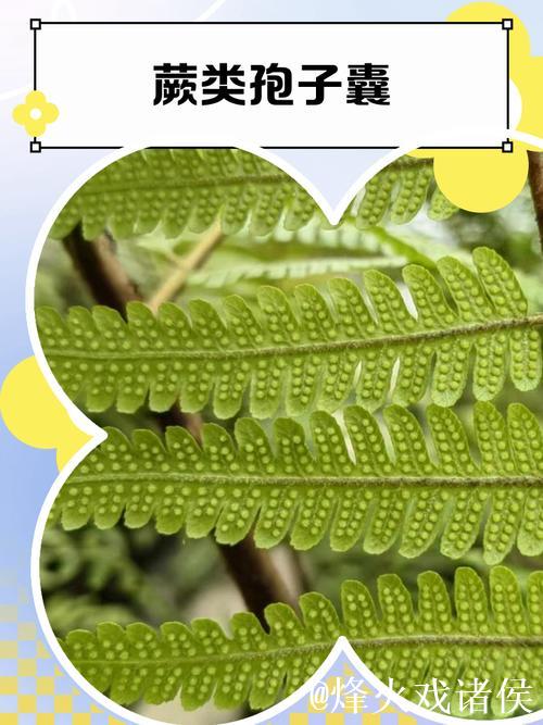 国产青青草：探索中国特色绿色植物的奥秘